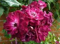 BurgundyIce.webp