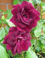 BurgundyIce2.webp