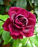 BurgundyIce3.webp
