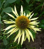 MauiSunshine.webp