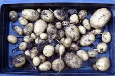 Kartoffeln.webp