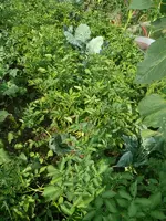 Kartoffeln Achterbeet.webp