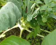 Kohl Achterbeet.webp