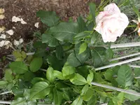 P8112026.webp