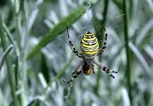 81.webp