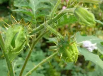 Litschi Tomate1.webp