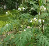 Litschi Tomate.webp