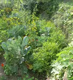 Mischbeet Mondbeet.webp