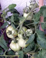 Tomaten 1.webp