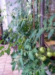 Tomaten Balkon.JPG