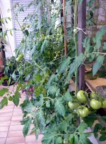 Tomaten Balkon.webp