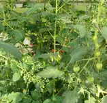 Tomaten Dschubgel1.webp