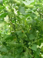 Tomaten Dschubgel3.webp