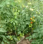 Tomaten Dschubgel.webp