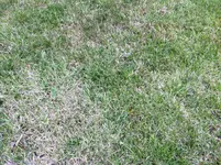 Rasen1.webp