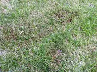 Rasen2.webp