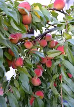 DSC_6581_Pfirsiche.webp