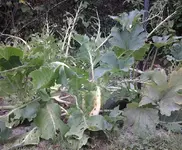 20130809_173303 Kohlrabi nach Schmetterlingsbesuch.webp