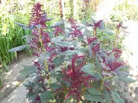 100_5514.webp