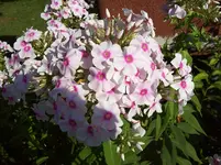100_5515.webp