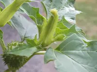 DSCF3248.webp
