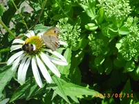 august08 013.webp