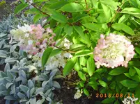 august09 005.webp