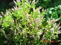 august09 006.webp