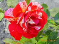 august09 011.webp