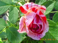 august09 012.webp
