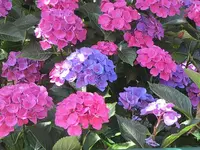 063.webp