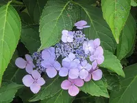081.webp