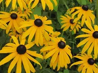 088.webp