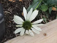 034.webp