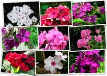 Phlox Collage.webp