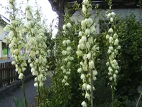 BILD2250.webp