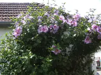 BILD2331.webp