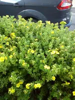 Gartenbilder Hartmann 7 007.webp