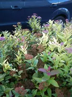 Gartenbilder Hartmann 7 009.webp