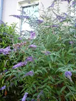 Gartenbilder Hartmann 7 001.webp