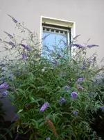 Gartenbilder Hartmann 7 005.webp