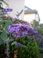 Gartenbilder Hartmann 7 003.webp
