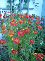 Gartenbilder Hartmann 7 011.webp