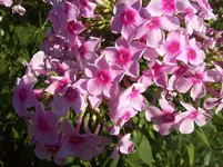 100_5516.webp
