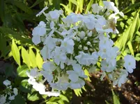 100_5517.webp
