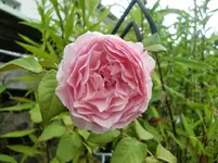 CIMG9706.webp