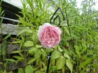 CIMG9707.webp
