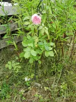 CIMG9705.webp