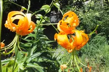 2013_0811Sommer0008.webp