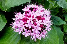 2013_0811Sommer0011 clerodendrum bungei Streud.webp
